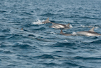 dolphins in Kalpitiya, Sri Lanka